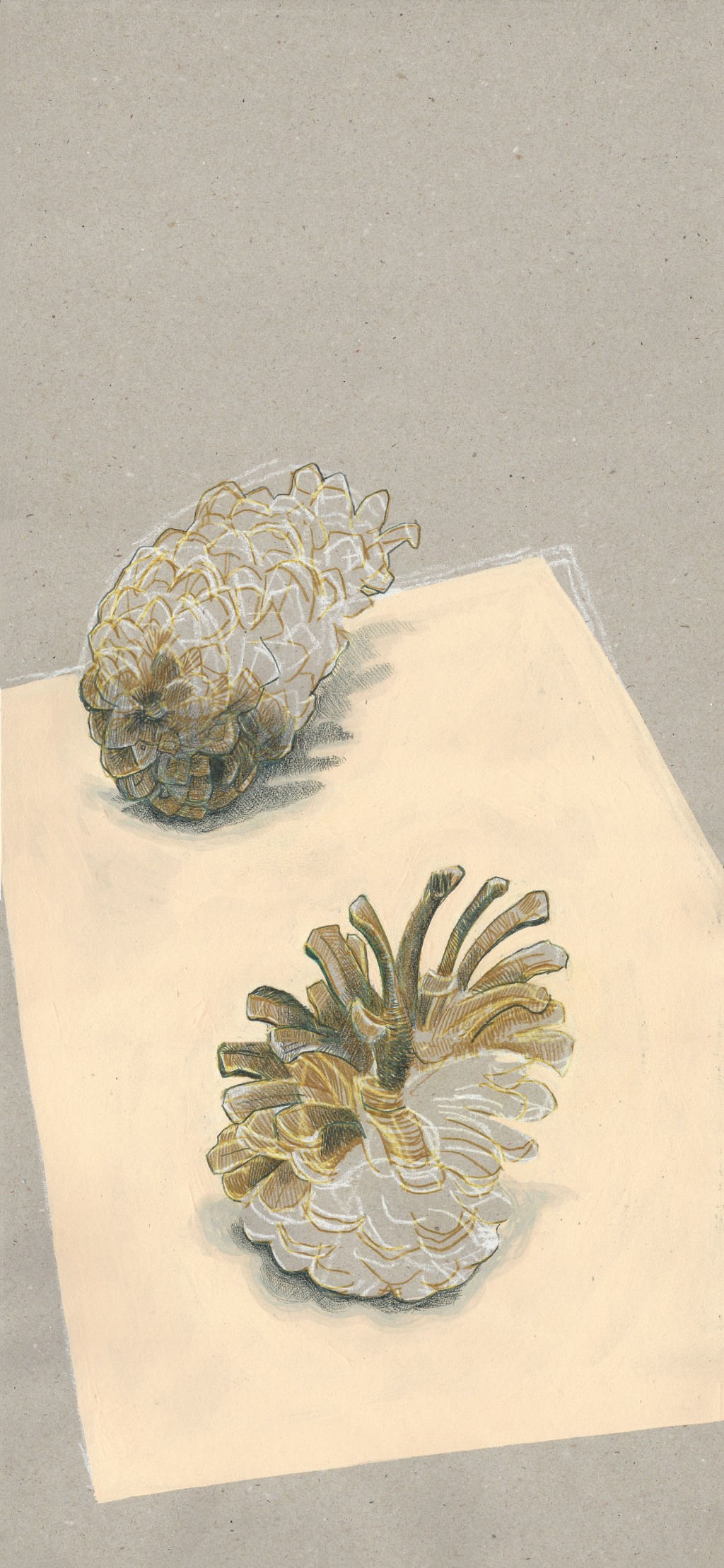 sketching pinecones